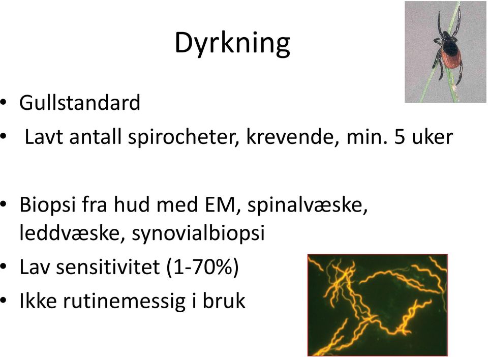 5 uker Biopsi fra hud med EM, spinalvæske,