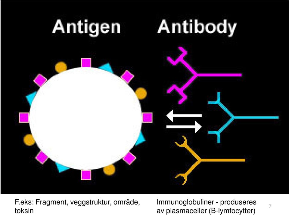 toksin Immunoglobuliner -