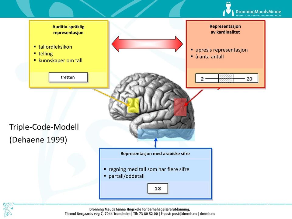 anta antall tretten Triple-Code-Modell (Dehaene 1999)