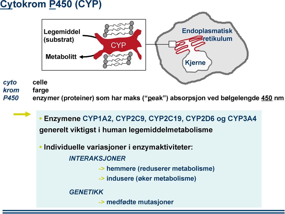 CYP2C19, CYP2D6 og CYP3A4 generelt viktigst i human legemiddelmetabolisme Individuelle variasjoner i