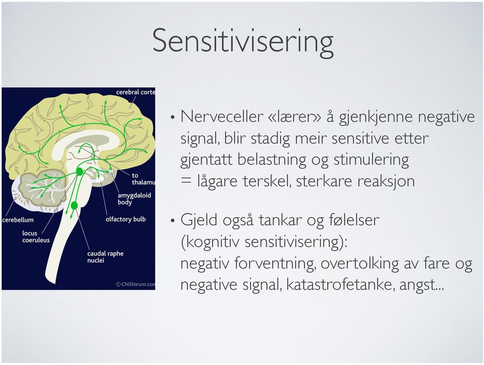 sterkare reaksjon Gjeld også tankar og følelser (kognitiv sensitivisering):