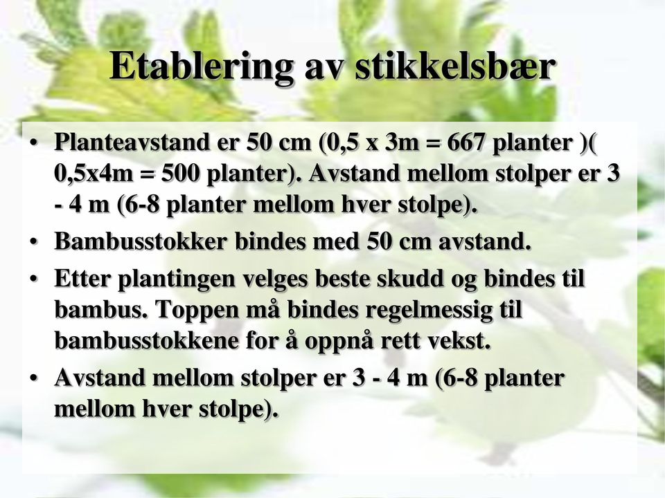 Bambusstokker bindes med 50 cm avstand. Etter plantingen velges beste skudd og bindes til bambus.