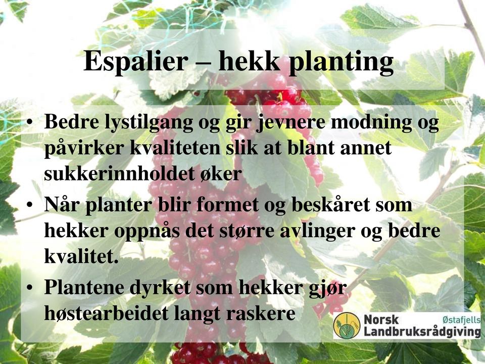 planter blir formet og beskåret som hekker oppnås det større avlinger