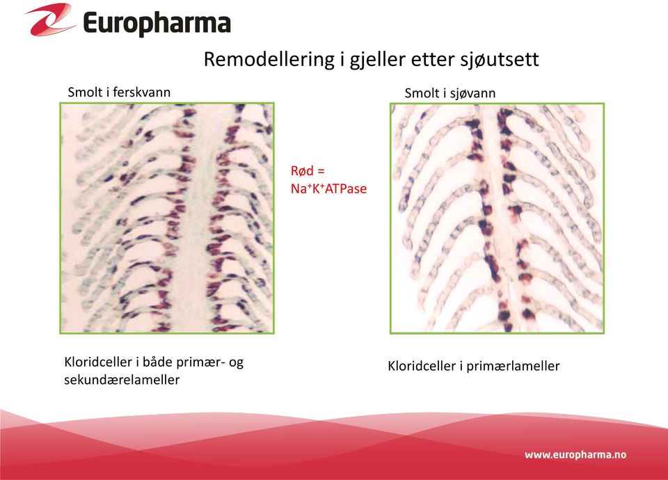 + K + ATPase Kloridceller i både primær- og