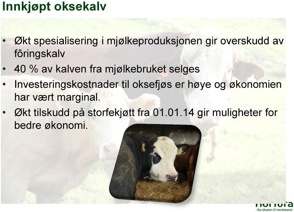 Investeringskostnader til oksefjøs er høye og økonomien har vært