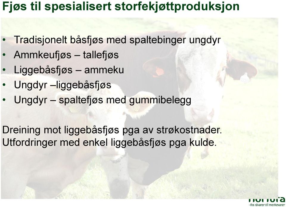 liggebåsfjøs Ungdyr spaltefjøs med gummibelegg Dreining mot