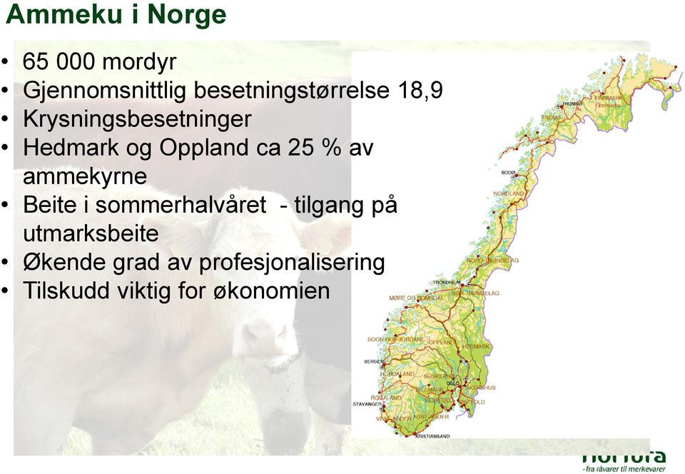 Oppland ca 25 % av ammekyrne Beite i sommerhalvåret -