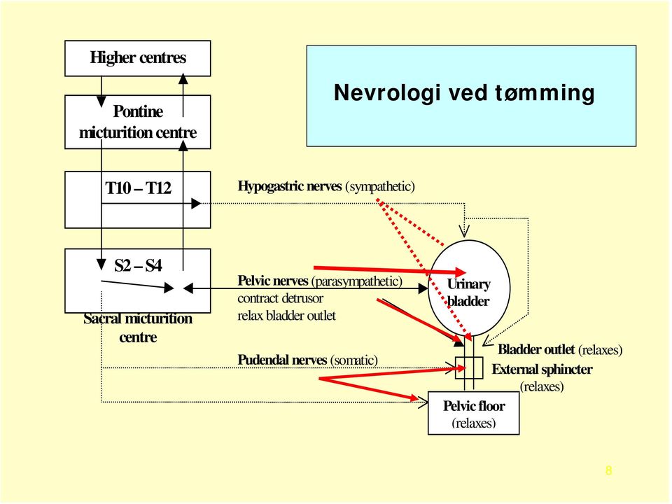 (parasympathetic) contract detrusor relax bladder outlet Pudendal nerves