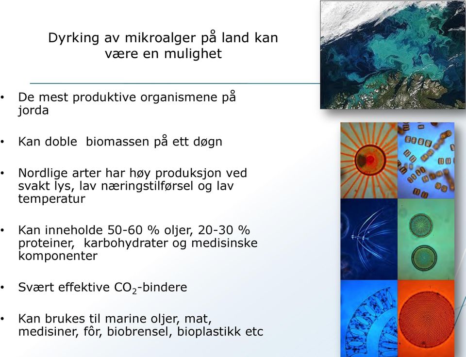 temperatur Porosira glacialis Kan inneholde 50-60 % oljer, 20-30 % proteiner, karbohydrater og medisinske