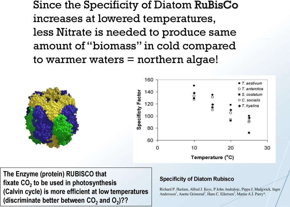 hyalina 100 80 60 0 10 20 30 Temperature ( o C) The Enzyme (protein) RUBISCO that fixate CO 2 to be used in photosynthesis (Calvin cycle) is more efficient at low
