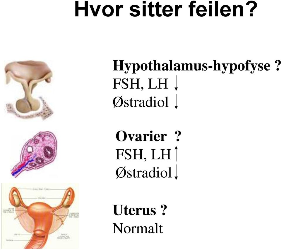 FSH, LH Østradiol Ovarier?