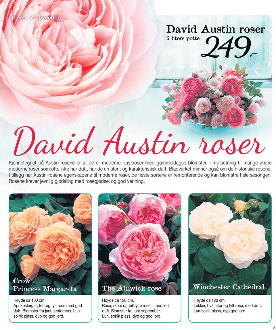 I tillegg har Austin-rosene egenskapene til moderne roser, de fleste sortene er remonterende og kan blomstre hele sesongen. Rosene krever jevnlig gjødsling med rosegjødsel og god vanning.