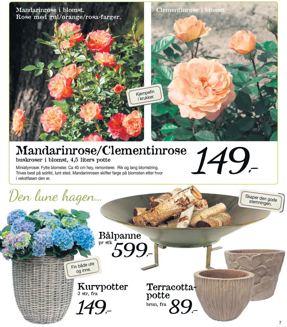 Bålpanne pr stk Kurvpotter 3 str, fra 89,- Terracottapotte brun, fra buskroser i blomst, 4,5 liters potte 149,- Miniatyrroser.