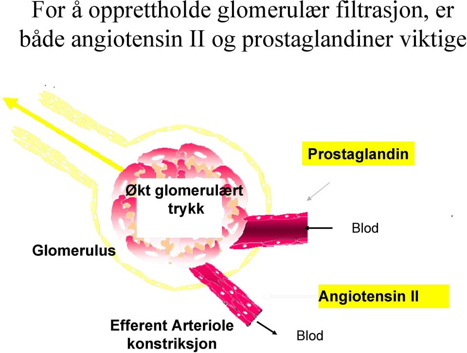 Prostaglandin Glomerulus Økt glomerulært trykk