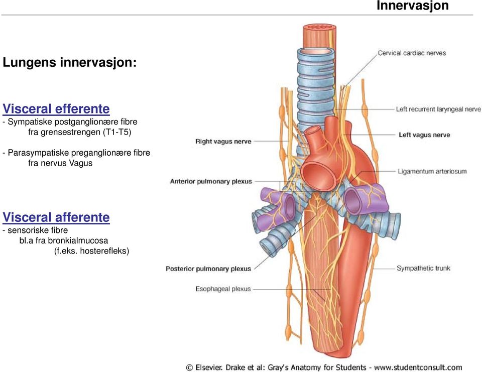 Parasympatiske preganglionære fibre fra nervus Vagus Visceral