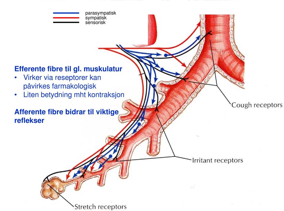 muskulatur Virker via reseptorer kan påvirkes