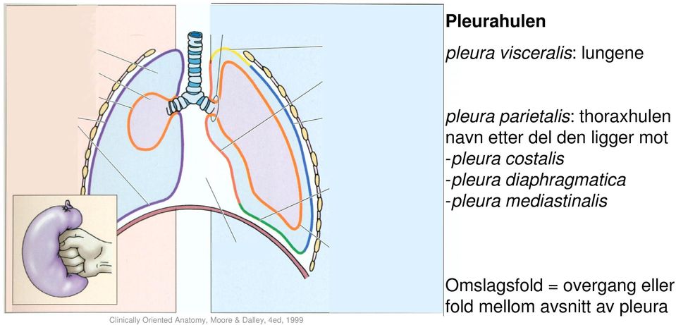 diaphragmatica -pleura mediastinalis Clinically Oriented Anatomy,