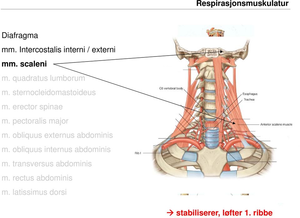 pectoralis major m. obliquus externus abdominis m. obliquus internus abdominis m.