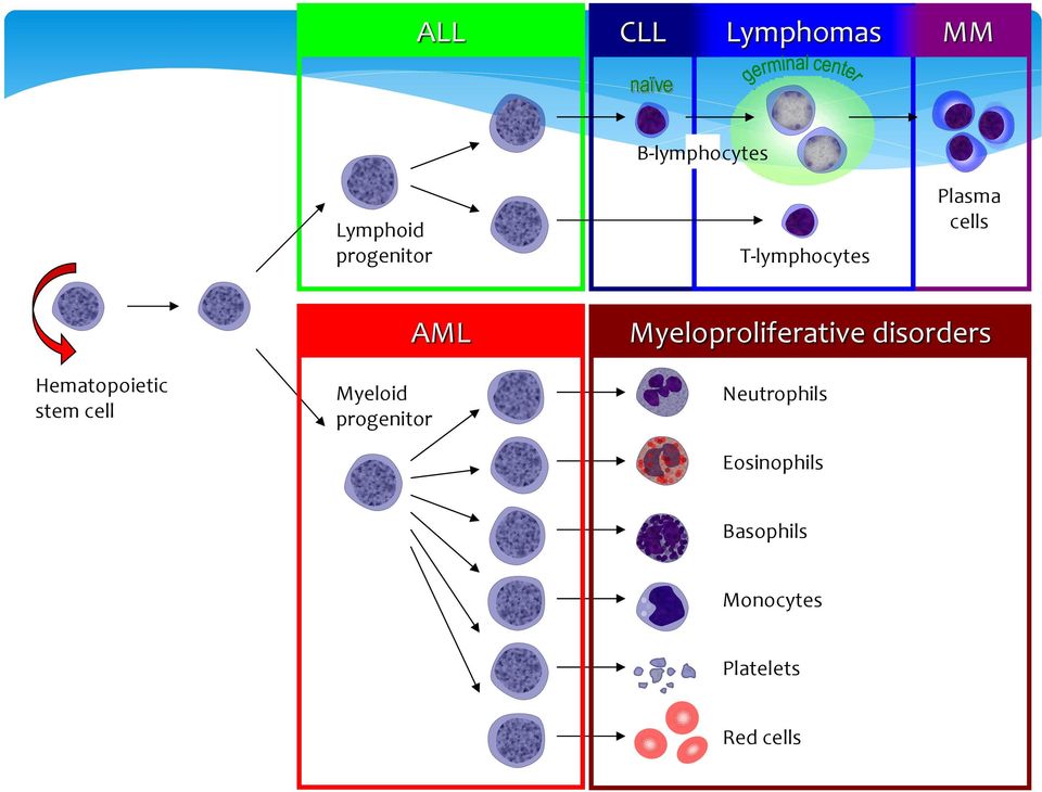 stem cell Myeloid progenitor AML Myeloproliferative