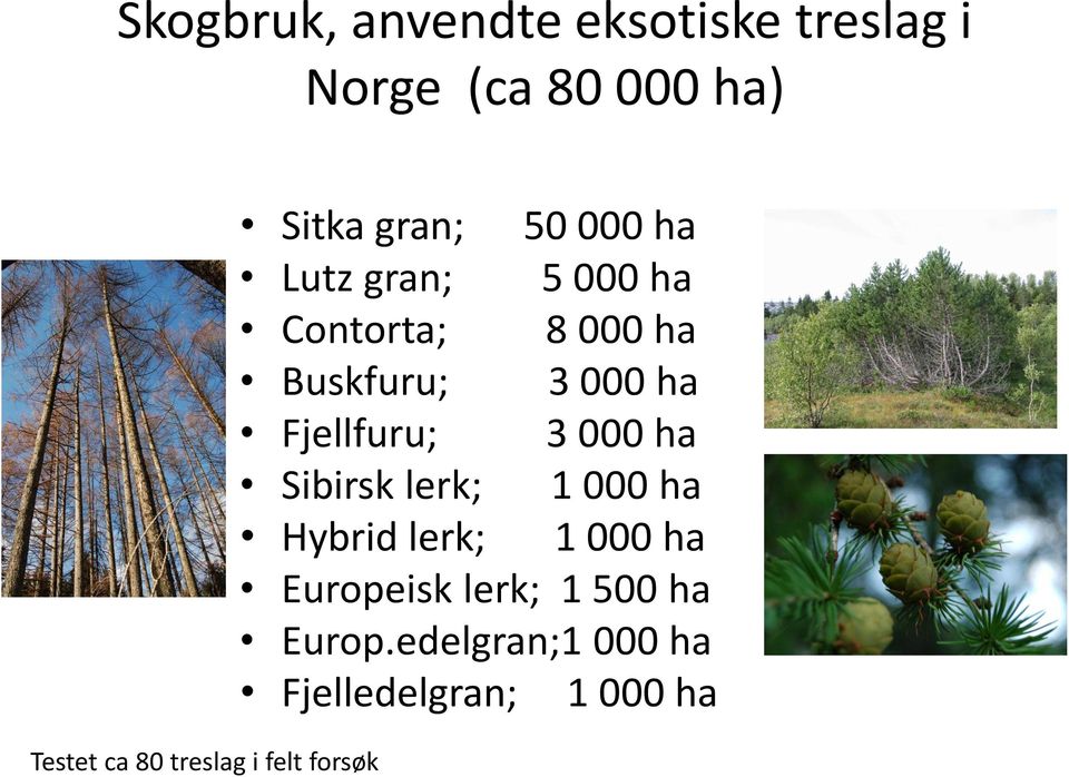000 ha Buskfuru; 3 000 ha Fjellfuru; 3 000 ha Sibirsk lerk; 1 000 ha Hybrid