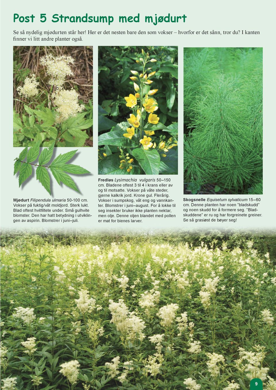 Blomstrer i juni juli. Fredløs Lysimachia vulgaris 50 150 cm. Bladene oftest 3 til 4 i krans eller av og til motsatte. Vokser på våte steder, gjerne kalkrik jord. Krone gul. Flerårig.