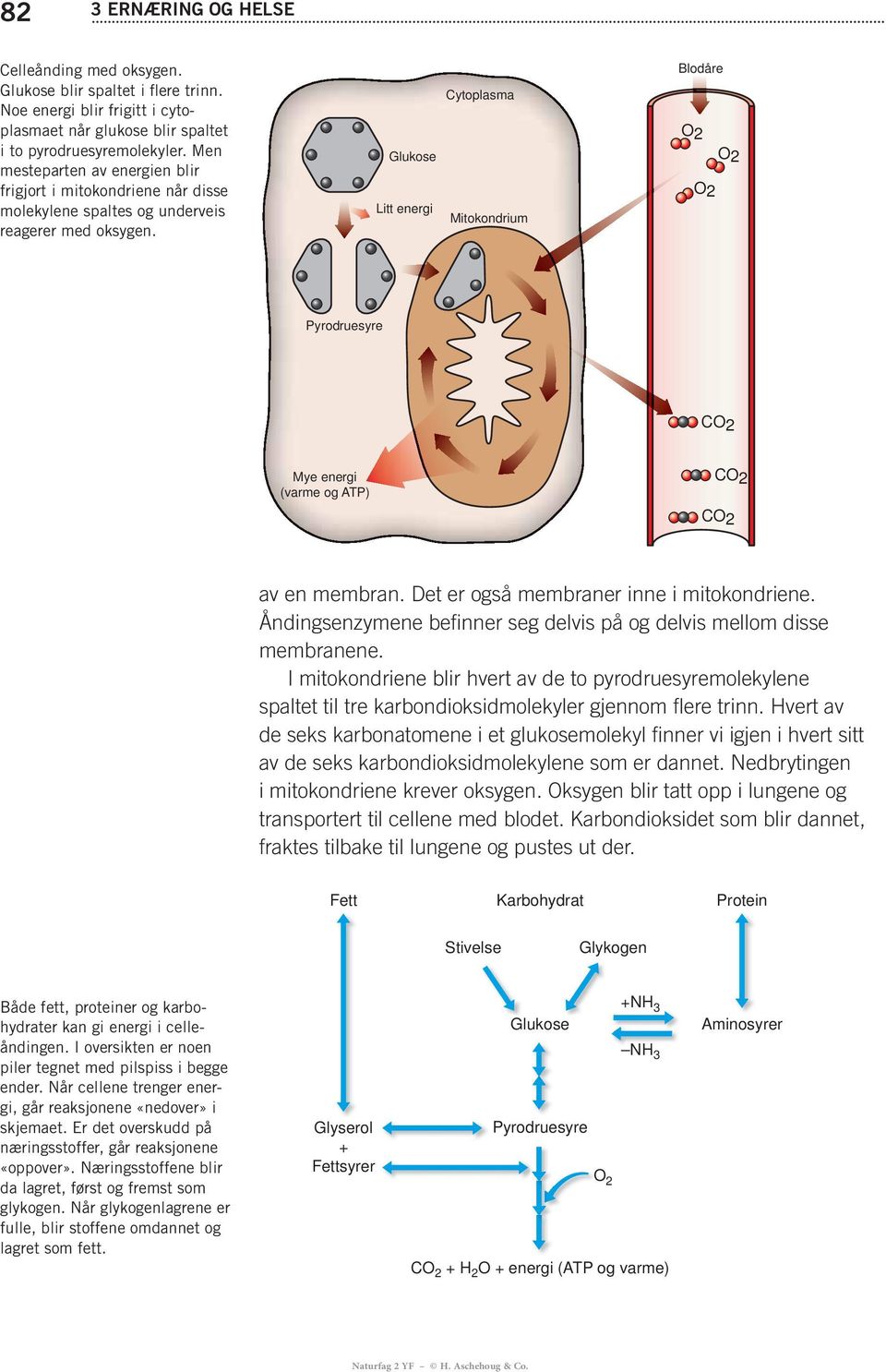 Glukose Litt energi Cytoplasma Mitokondrium Blodåre O2 O2 O2 Pyrodruesyre CO2 Mye energi (varme og ATP) CO2 CO2 av en membran. Det er også membraner inne i mitokondriene.