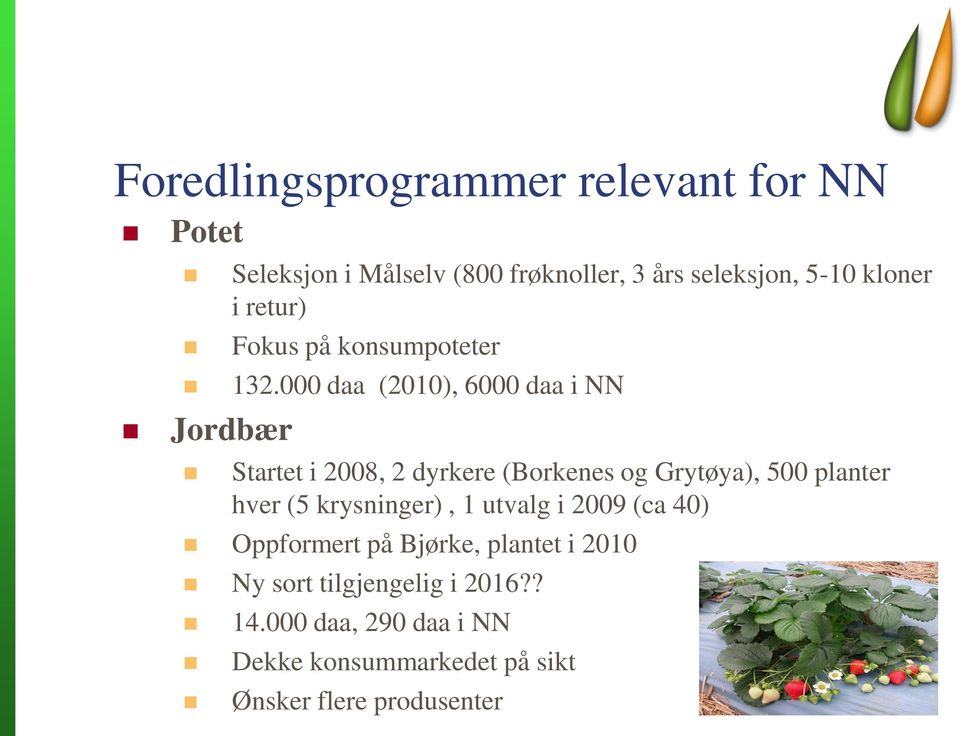 000 daa (2010), 6000 daa i NN Jordbær Startet i 2008, 2 dyrkere (Borkenes og Grytøya), 500 planter hver (5