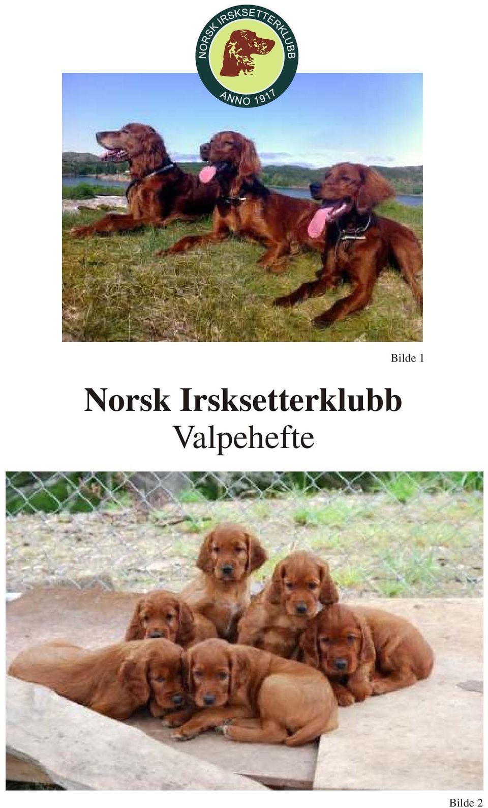 Norsk Irsksetterklubb Valpehefte. Bilde 1. Bilde 2 - PDF Gratis nedlasting