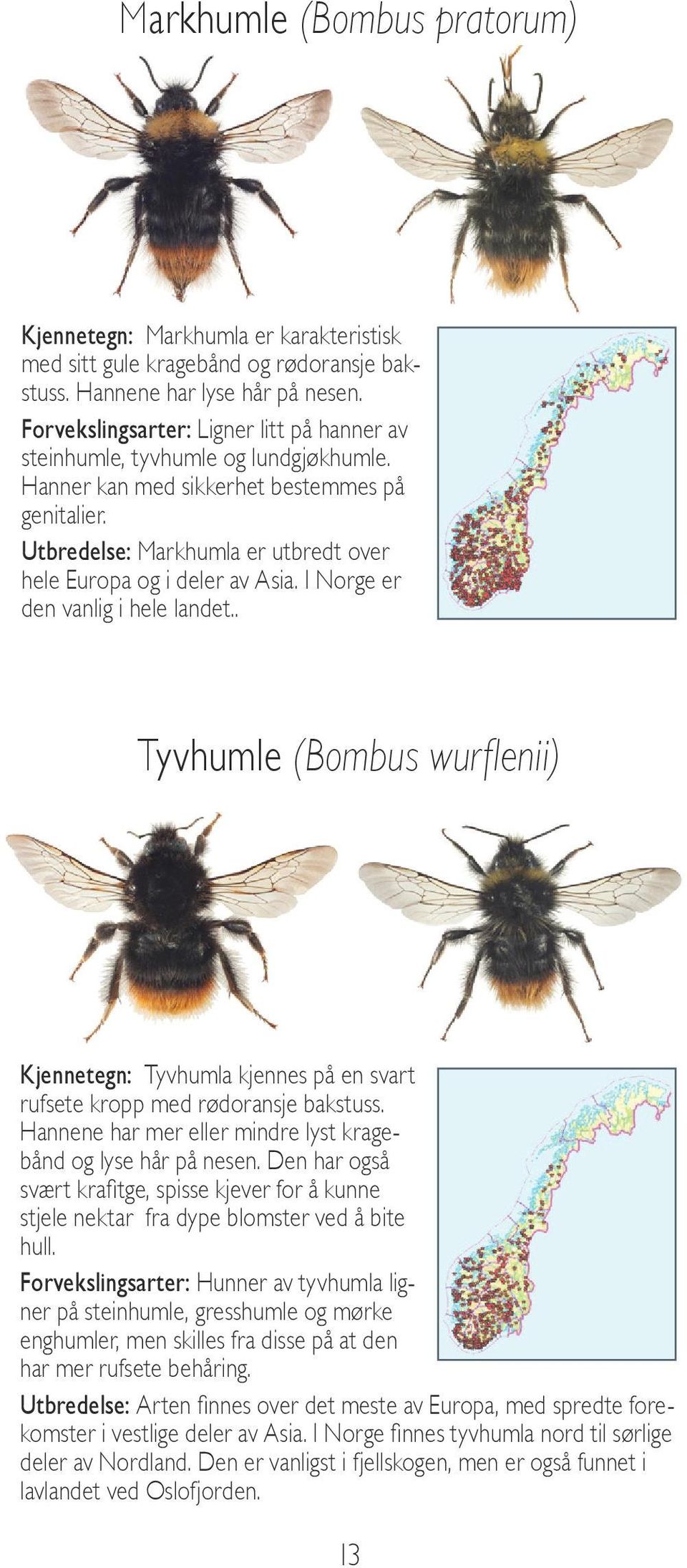 Utbredelse: Markhumla er utbredt over hele Europa og i deler av Asia. I Norge er den vanlig i hele landet.