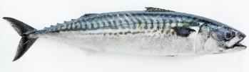 Jod (ug/ 100 g) Jodinnhold i fisk og sjømat Julshamn et al.