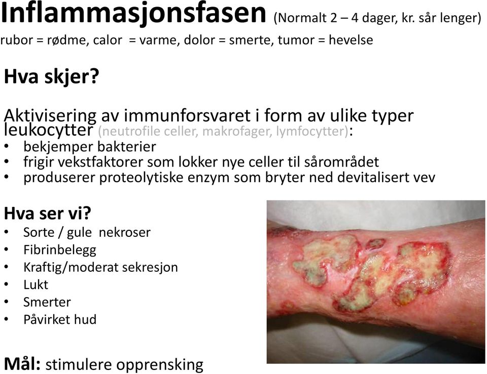 bakterier frigir vekstfaktorer som lokker nye celler til sårområdet produserer proteolytiske enzym som bryter ned devitalisert