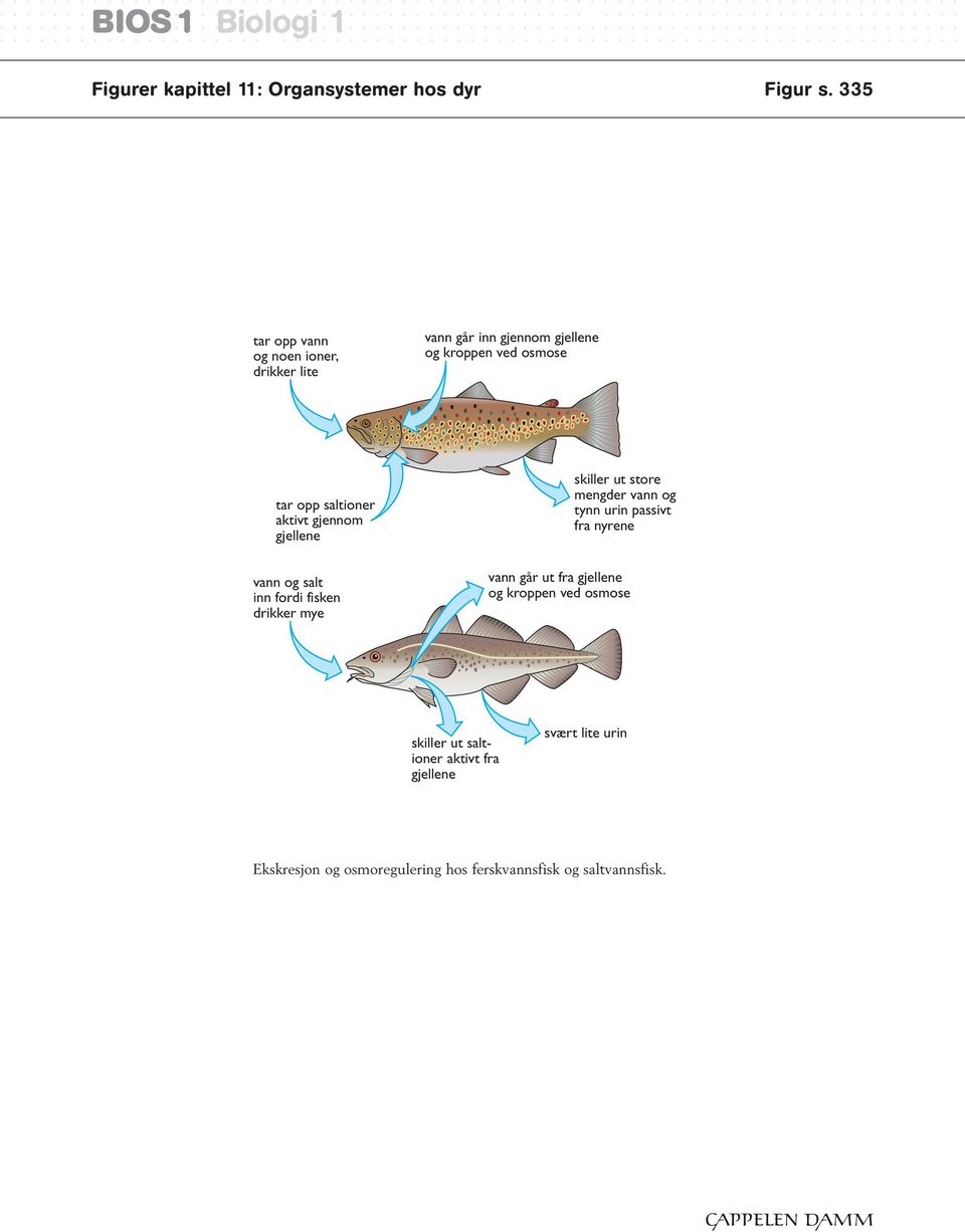 aktivt gjennom gjellene skiller ut store mengder vann og tynn urin passivt fra nyrene vann og salt inn fordi fisken