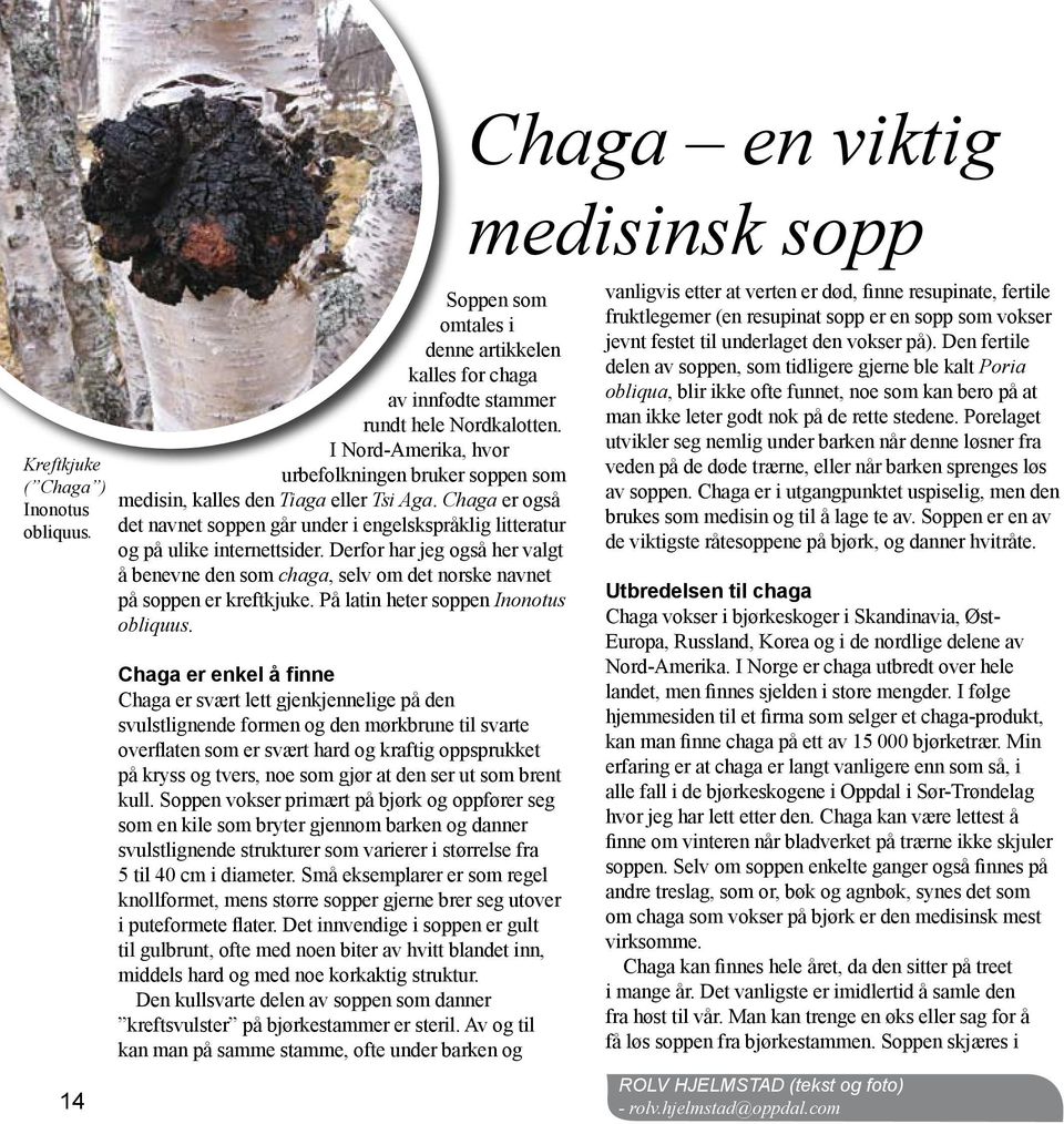 Derfor har jeg også her valgt å benevne den som chaga, selv om det norske navnet på soppen er kreftkjuke. På latin heter soppen Inonotus obliquus.