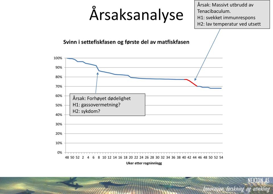 av matfiskfasen 100% 90% 80% 70% 60% 50% 40% Årsak: Forhøyet dødelighet H1: gassovermetning?