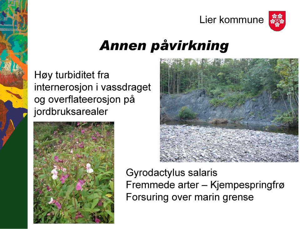 påvirkning Lier kommune Gyrodactylus salaris