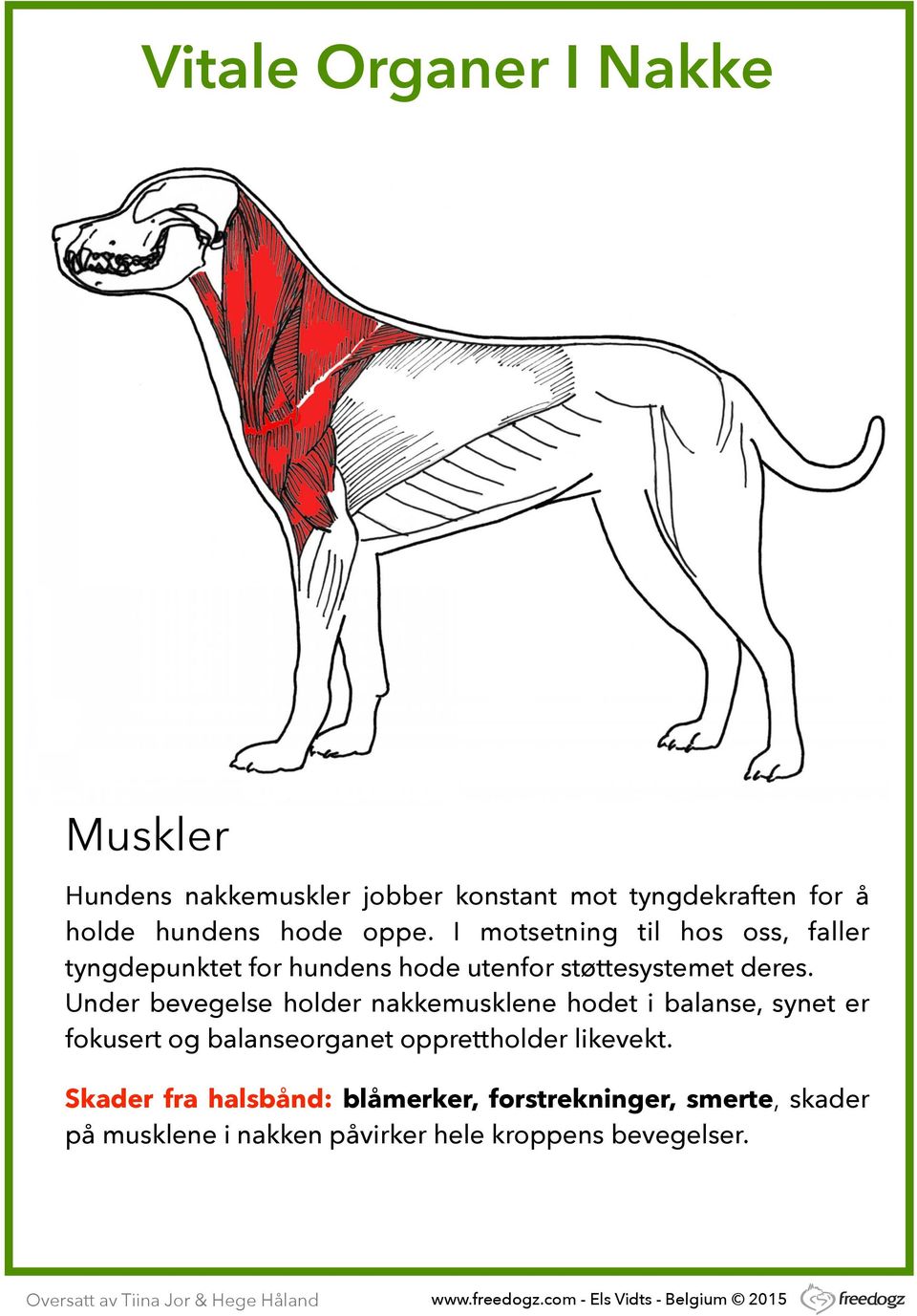 Under bevegelse holder nakkemusklene hodet i balanse, synet er fokusert og balanseorganet opprettholder