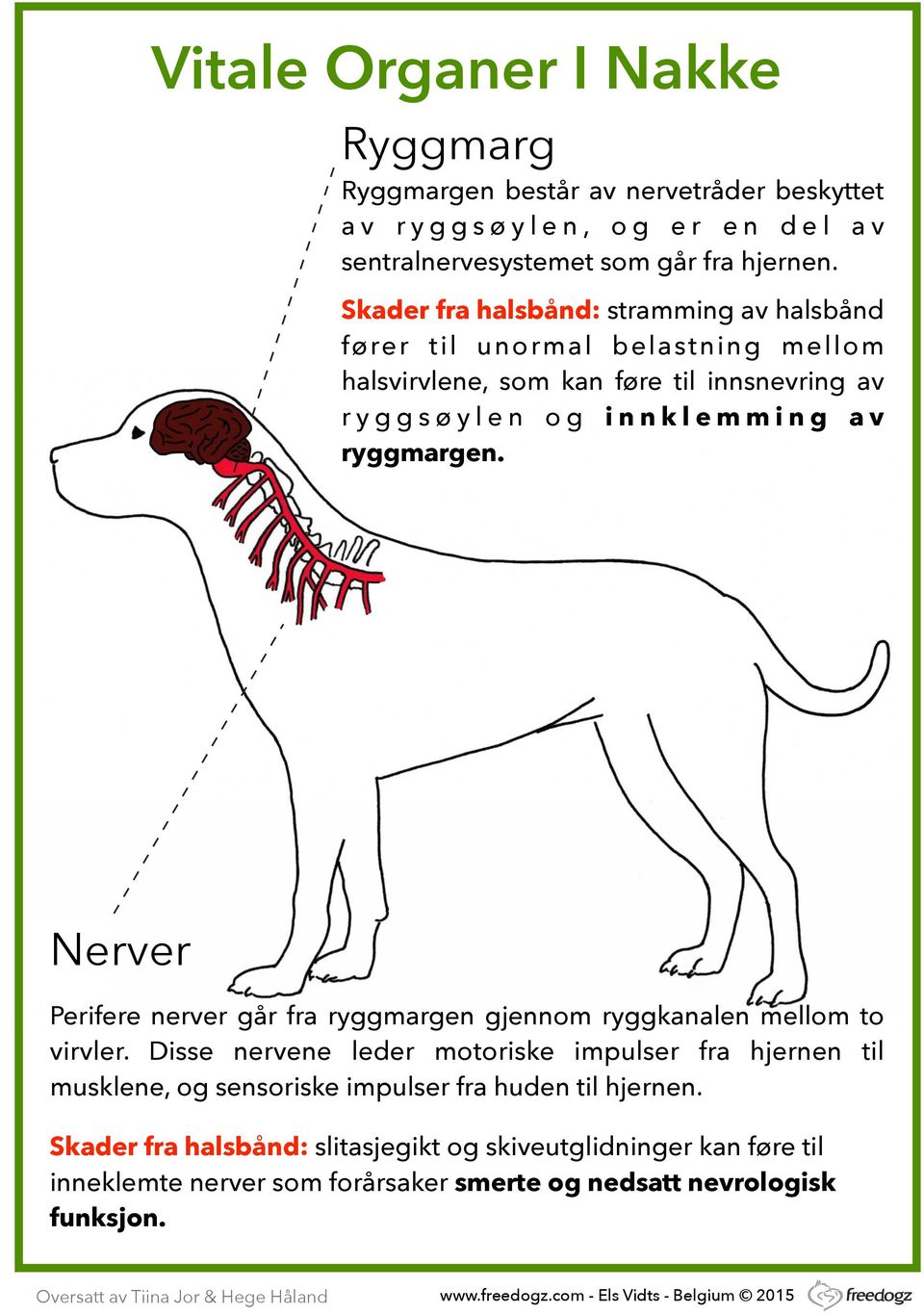 i n g a v ryggmargen. Nerver Perifere nerver går fra ryggmargen gjennom ryggkanalen mellom to virvler.