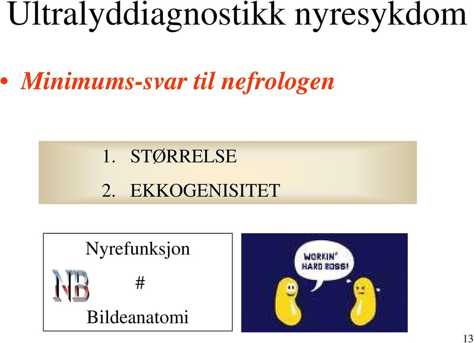 nefrologen 1. STØRRELSE 2.