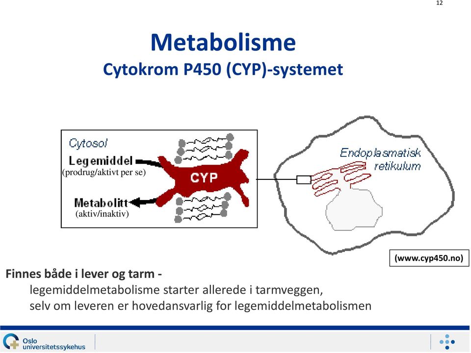 legemiddelmetabolisme starter allerede i tarmveggen, selv om