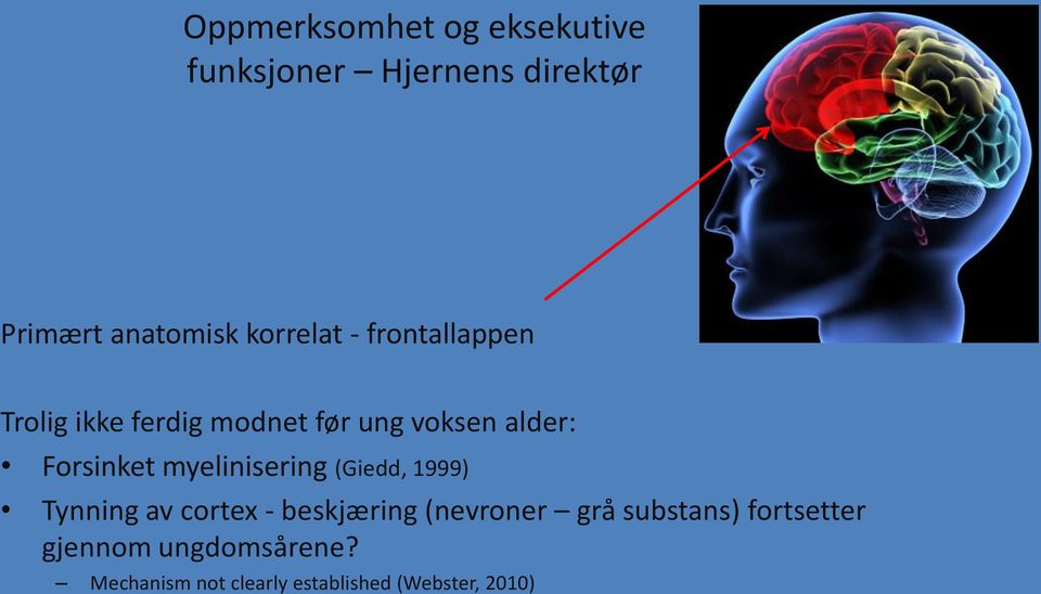 Forsinket myelinisering (Giedd, 1999) Tynning av cortex - beskjæring (nevroner