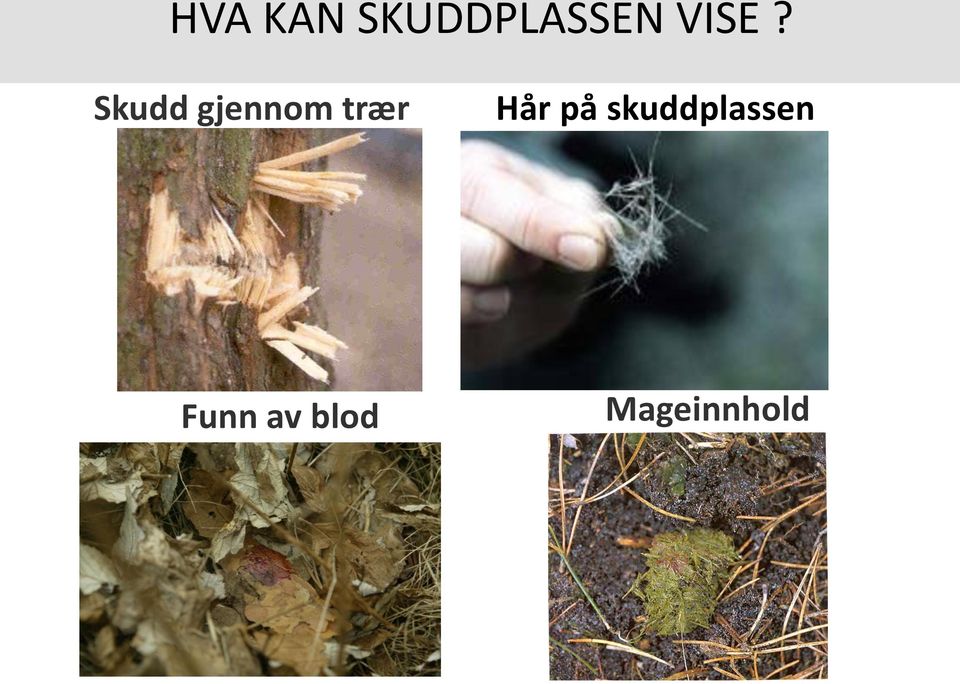 trær Hår på