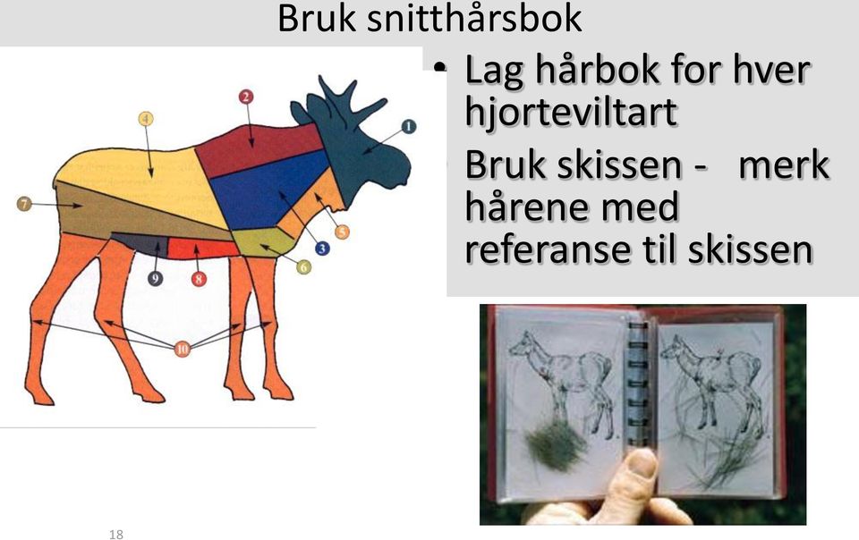 hjorteviltart Bruk skissen