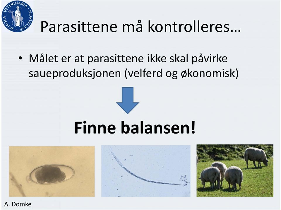 skal påvirke saueproduksjonen