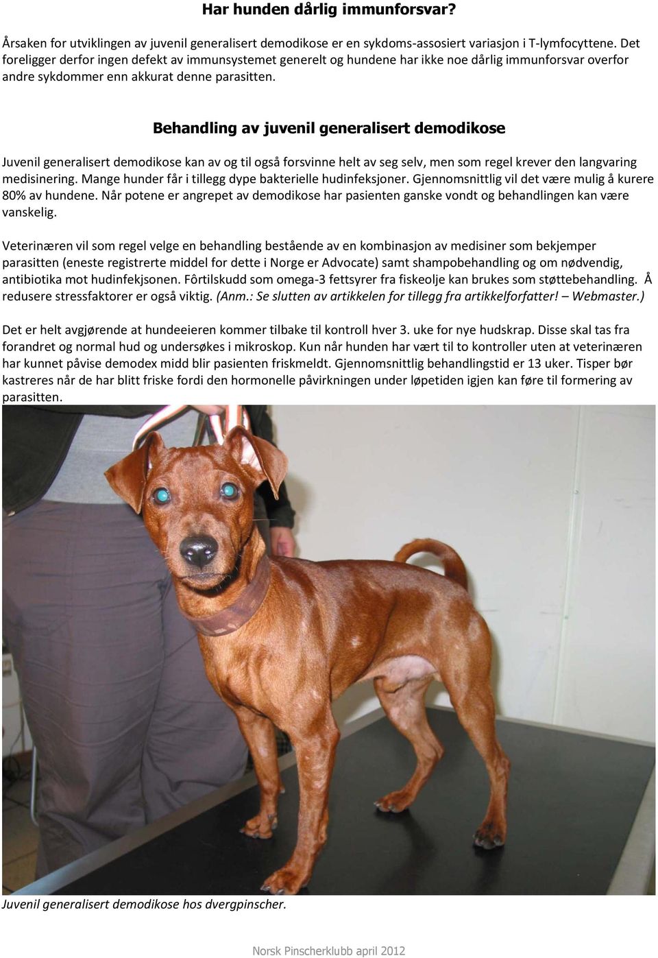 Demodikose (hårsekkmidd) hos hund av Dr Babette Baddaky Taugbøl - PDF  Gratis nedlasting