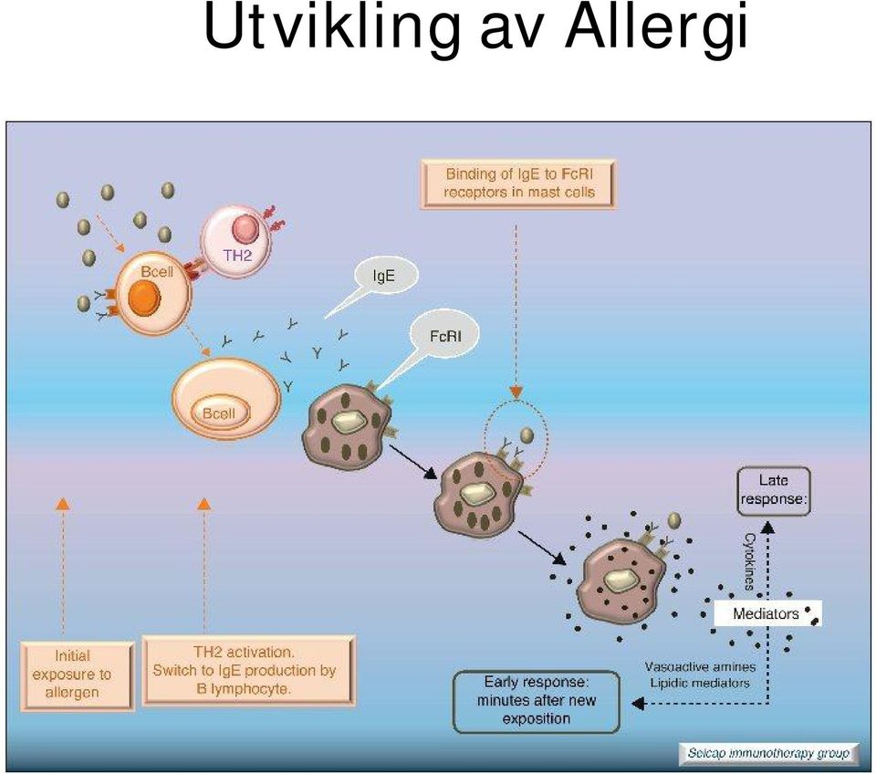 Allergi