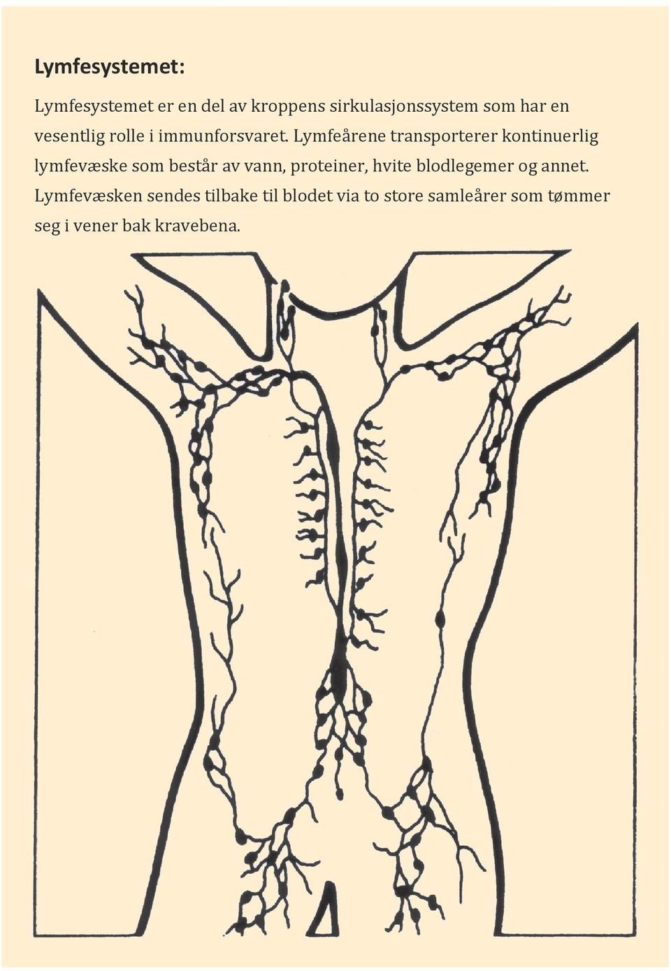 Lymfeårene transporterer kontinuerlig lymfevæske som består av vann, proteiner,