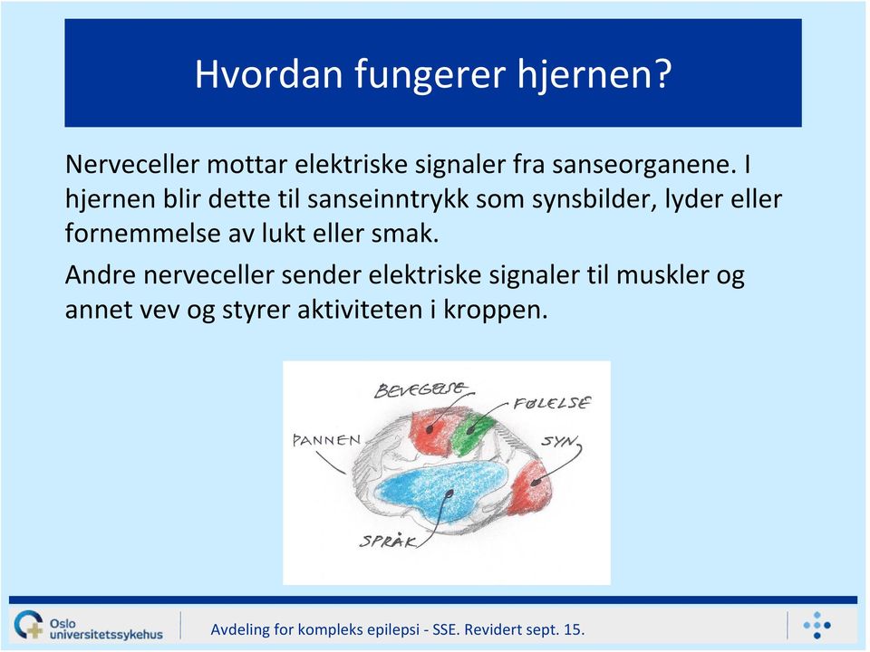 I hjernen blir dette til sanseinntrykk som synsbilder, lyder eller