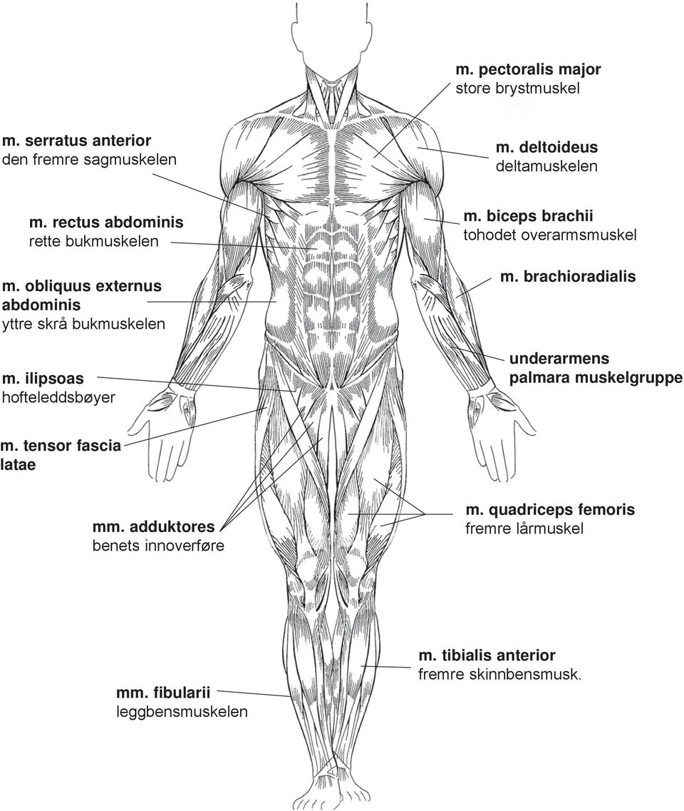 biceps brachii tohodet overarmsmuskel m. brachioradialis underarmens palmara muskelgruppe m. tensor fascia latae mm.