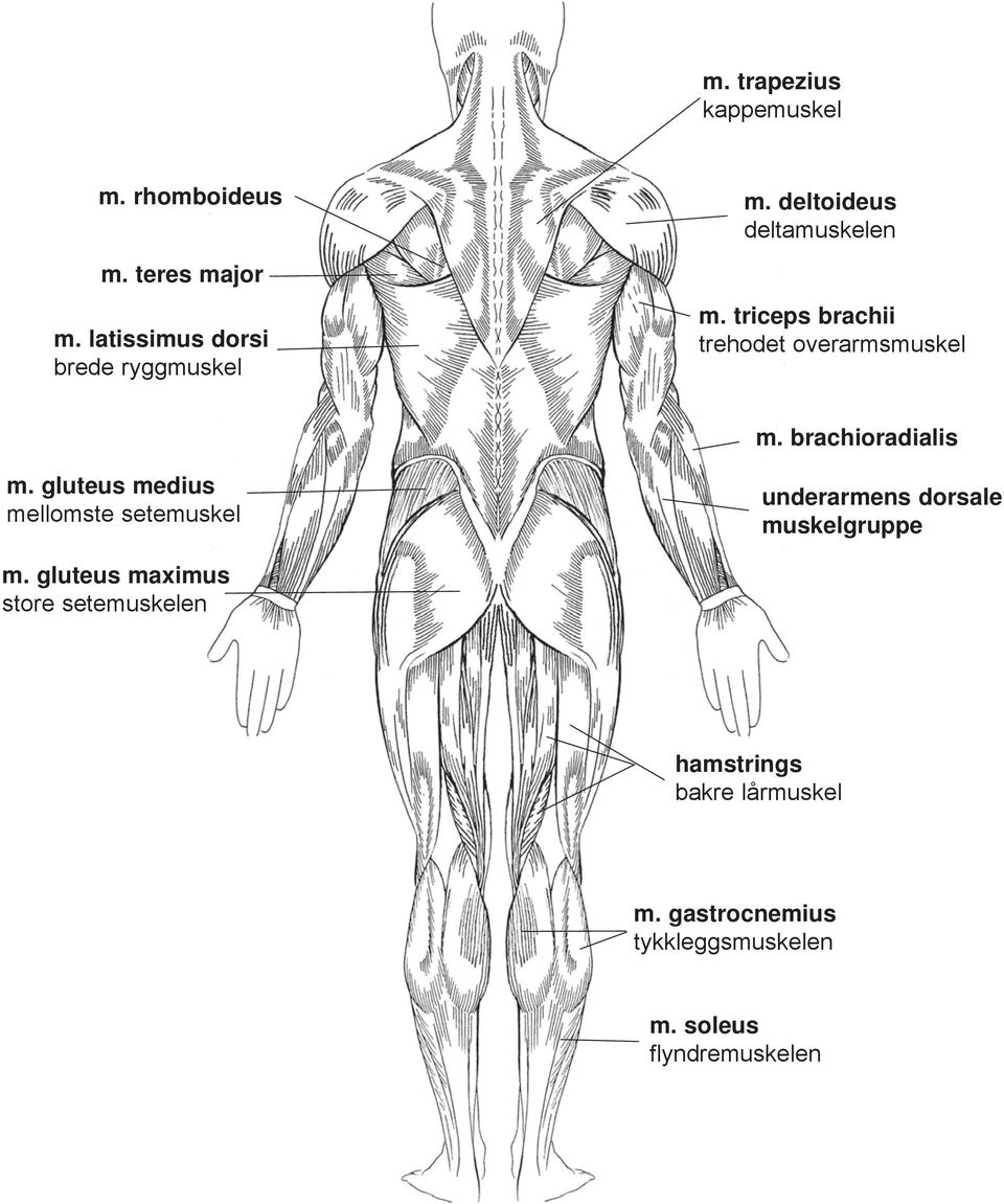 gluteus medius mellomste setemuskel underarmens dorsale muskelgruppe m.