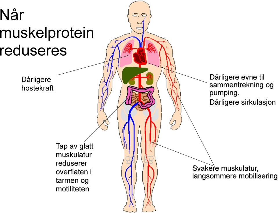 Dårligere sirkulasjon Tap av glatt muskulatur reduserer